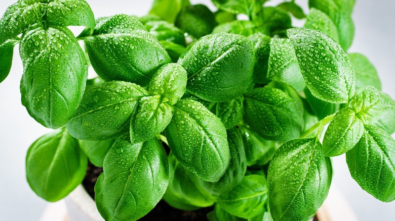 It's so simple to grow more basil than you can imagine from just one ...