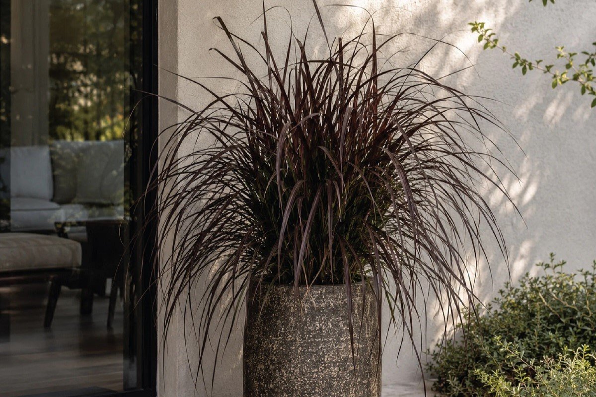 Red fountain grass growing in a container outside the home.