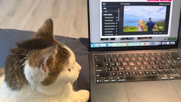 Petco pauses new vet hospitals as Amazon and Chewy take market share