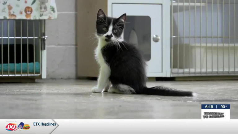Tyler shelter seeks volunteers to comfort animals during July 4 fireworks