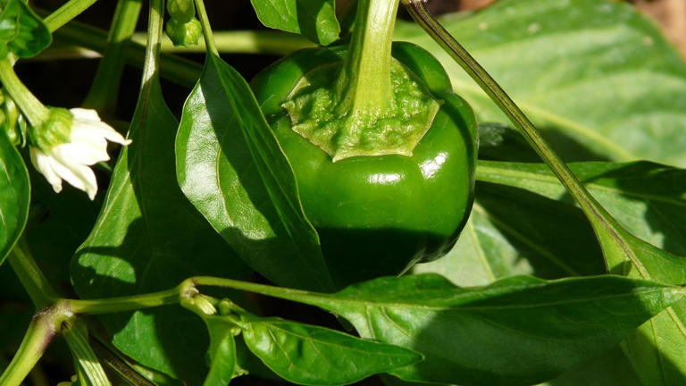 Come cimare i peperoni per ottenere un raccolto più abbondante
