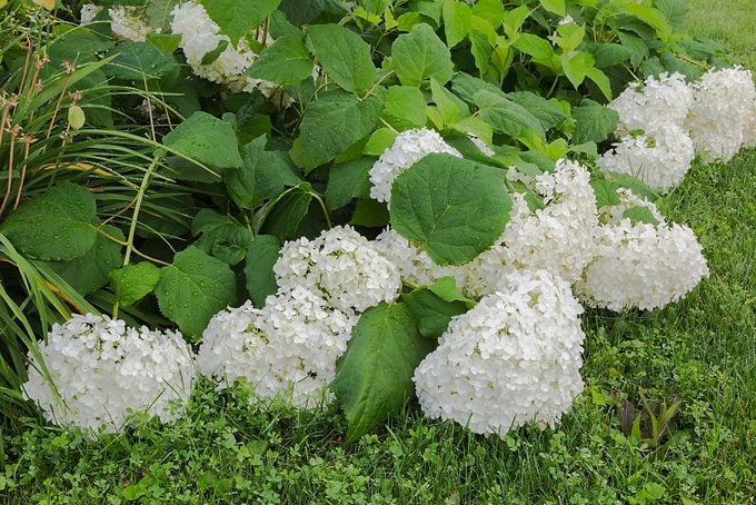 Hills Of Snow (hydrangea Arborescens) Shrub Flowerheads Hanging Downward From The Weight Of Accumulated Raindrops, Quebec, Canada, North America
