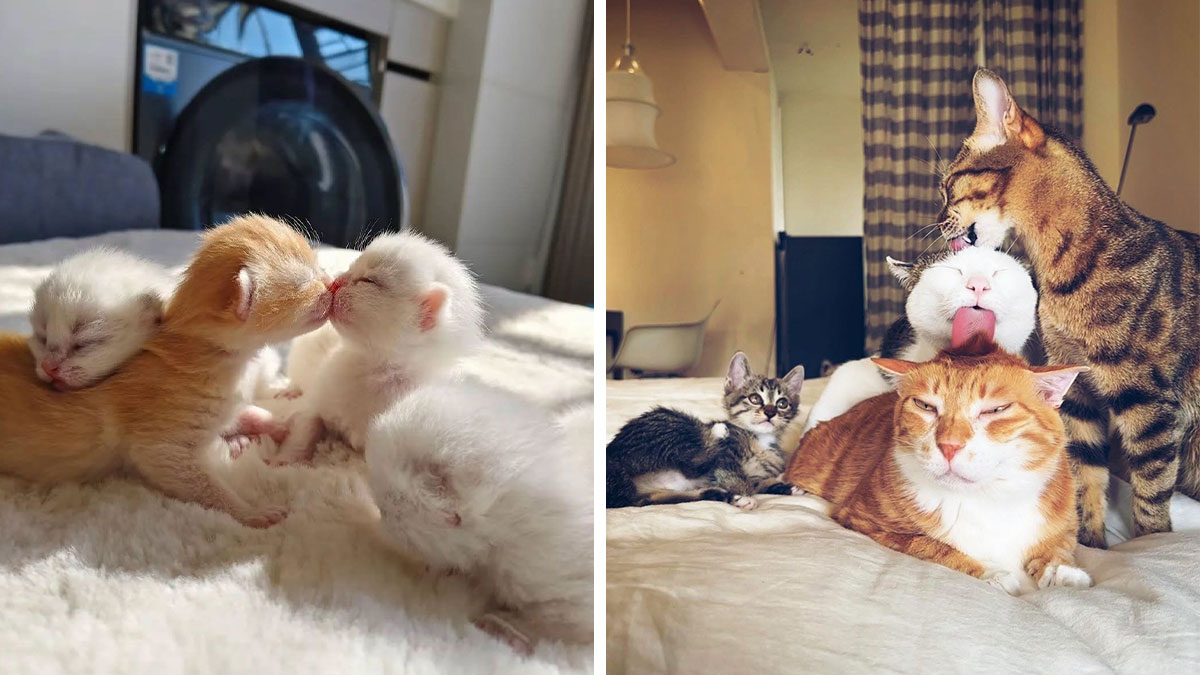 63-funny-and-cute-cat-photos-that-are-instant-dopamine-hits