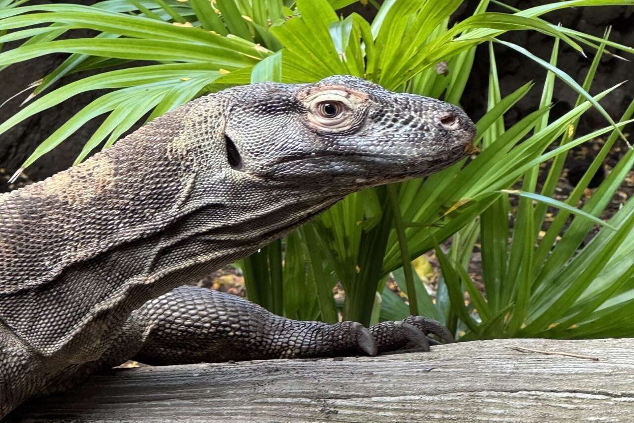 World's largest lizard gets a new home on the Texas coast