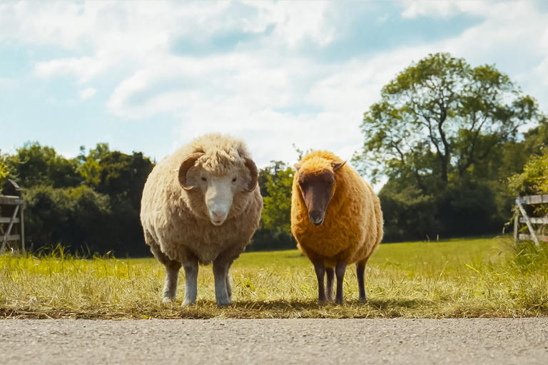 ‘The Sheep Detectives’ ending explained: Who is the killer?