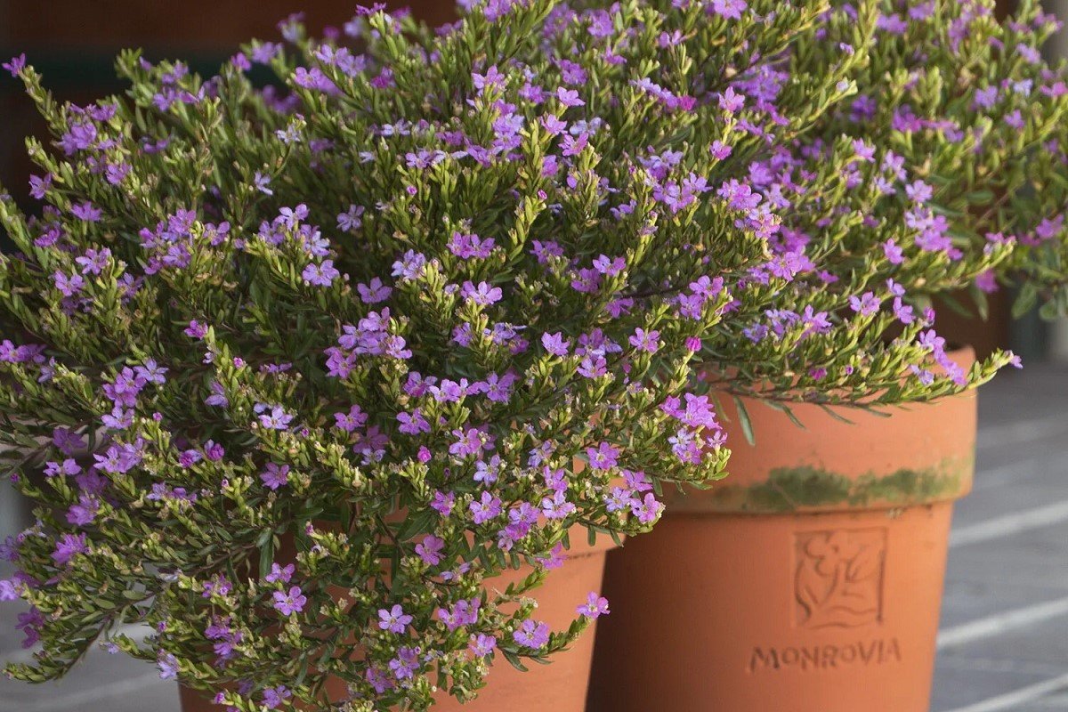 A container plant with small purple flowers.