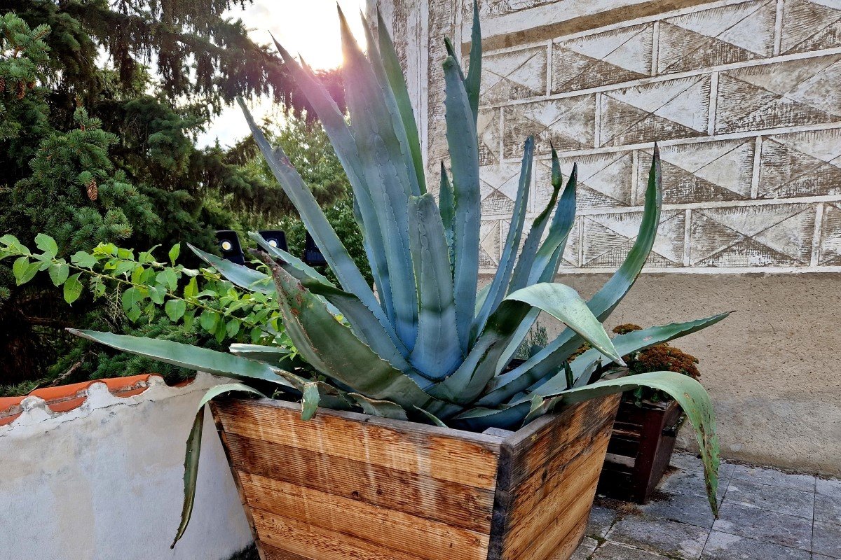 Large agave plant in a wooden planter.