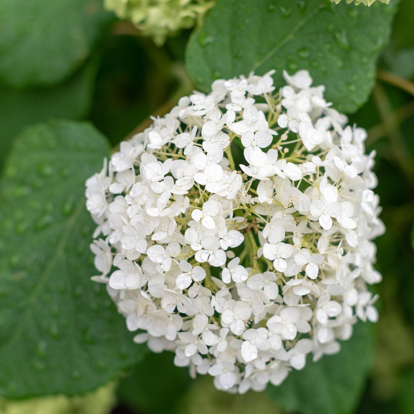 Perennials and hydrangeas flopping over? Here’s what to do