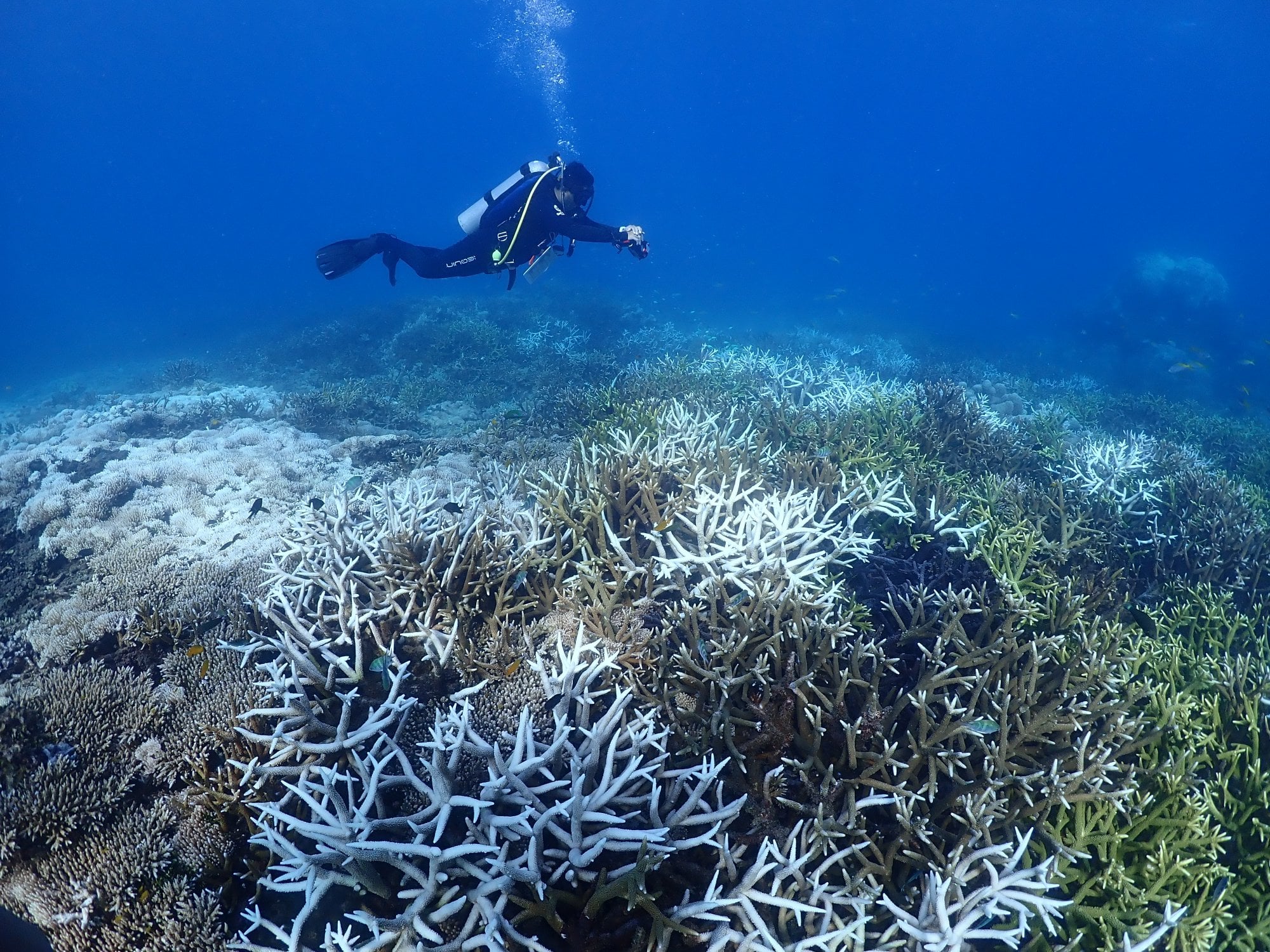 Is Malaysia risking its world-class coral reefs for offshore oil?