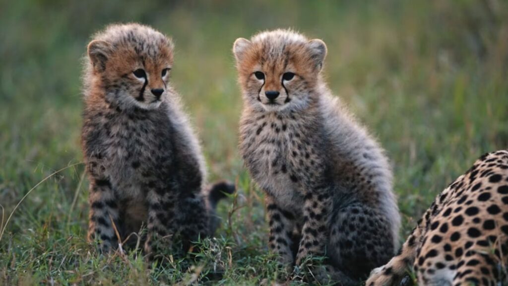 dozens-of-stranded-leopard-cubs-rescued-and-reunited-with-their-mothers