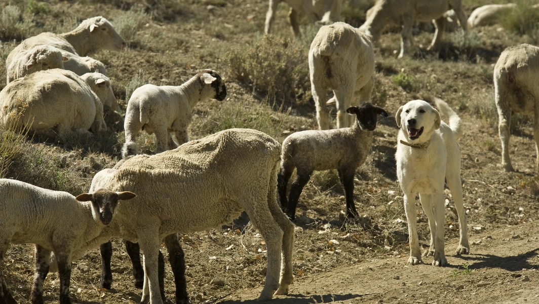 Livestock guardian dogs: History, breeds, and modern use