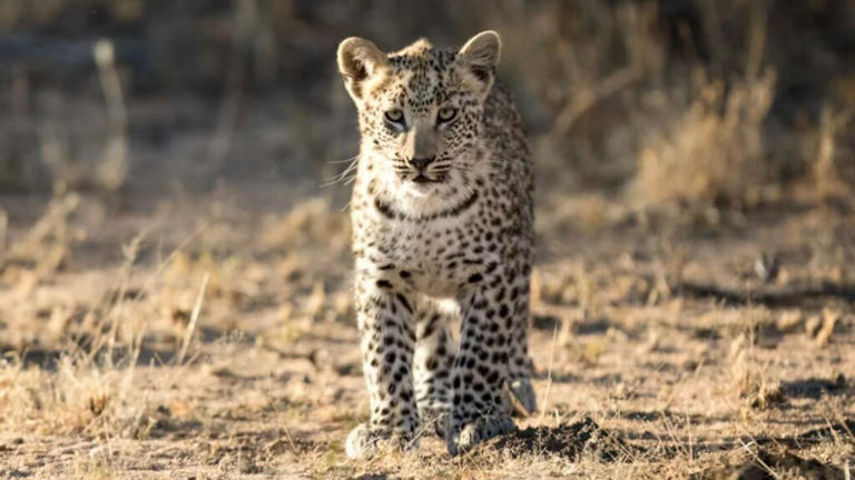 dozens-of-stranded-leopard-cubs-rescued-and-reunited-with-their-mothers