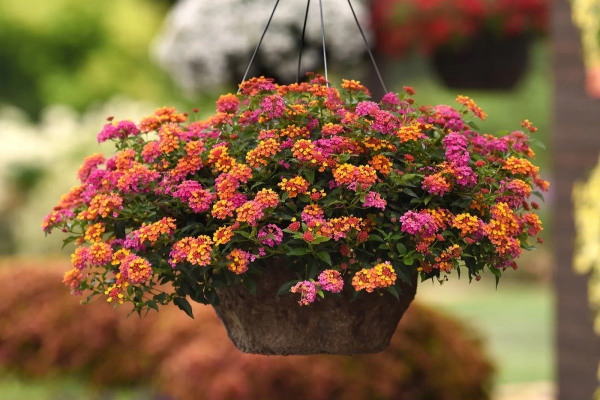 Flowers made up of small multi-colored petals in a hanging container pot.