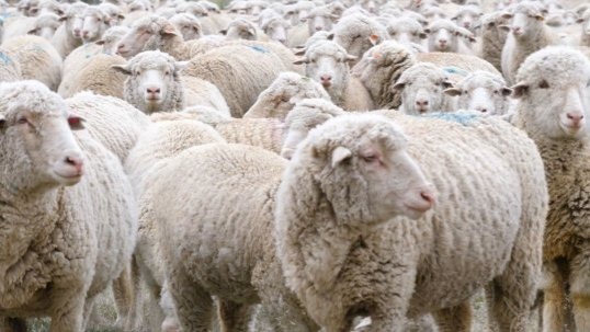 Animals could predict earthquakes: Motion-sensor study explores possibility