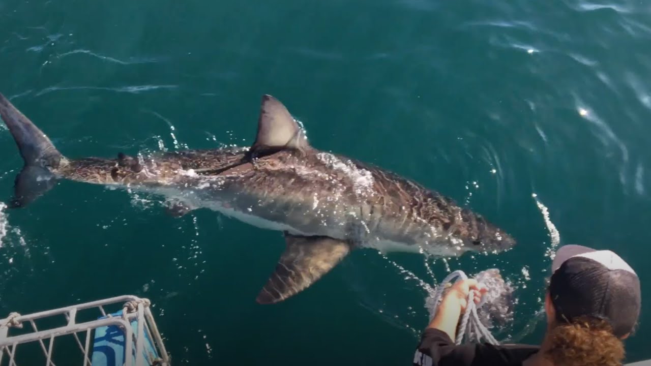 How researchers identify individual great white sharks: Unique fins ...