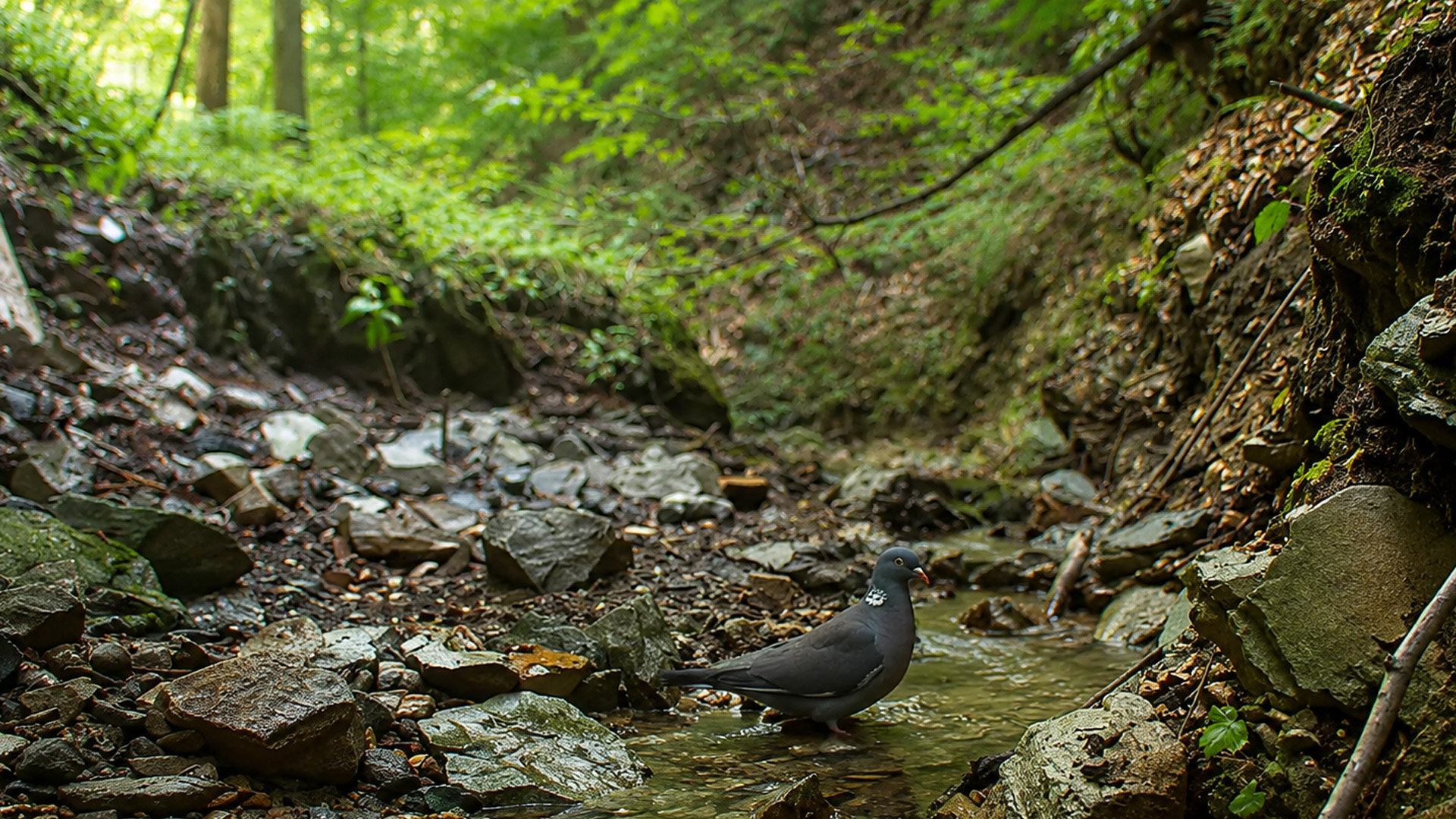 Hidden wildlife camera captures a bird exploring the stream
