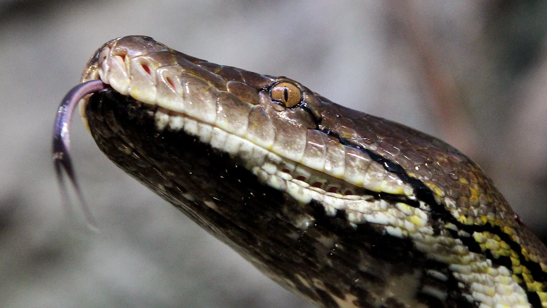 8 record-breaking giant snakes from past and present