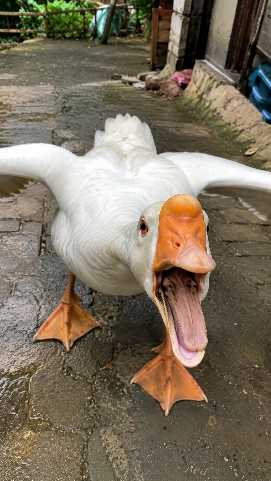 The intense routine encounter with a territorial goose that changes ...