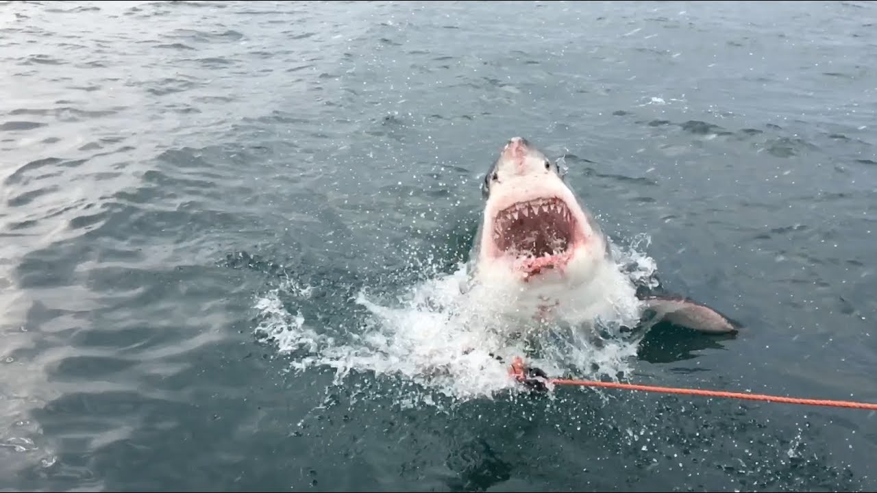 Incredible great white shark breach captured up close!