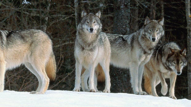For the first time in Colorado, a collared wolf has traveled east of ...