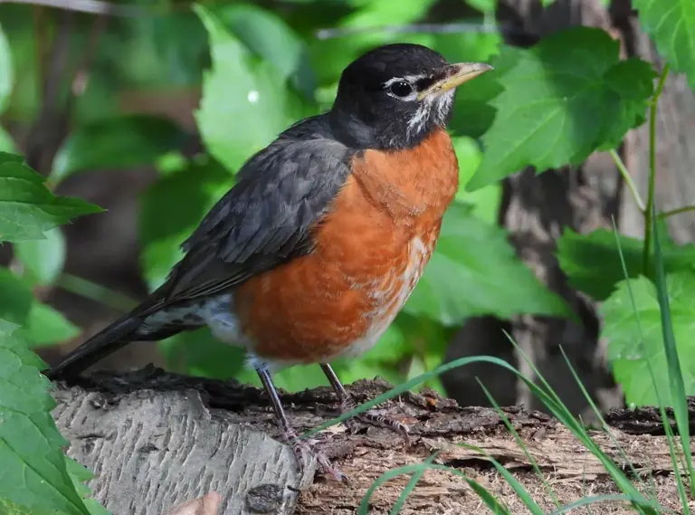 The most common backyard birds in Colorado – and how to attract them