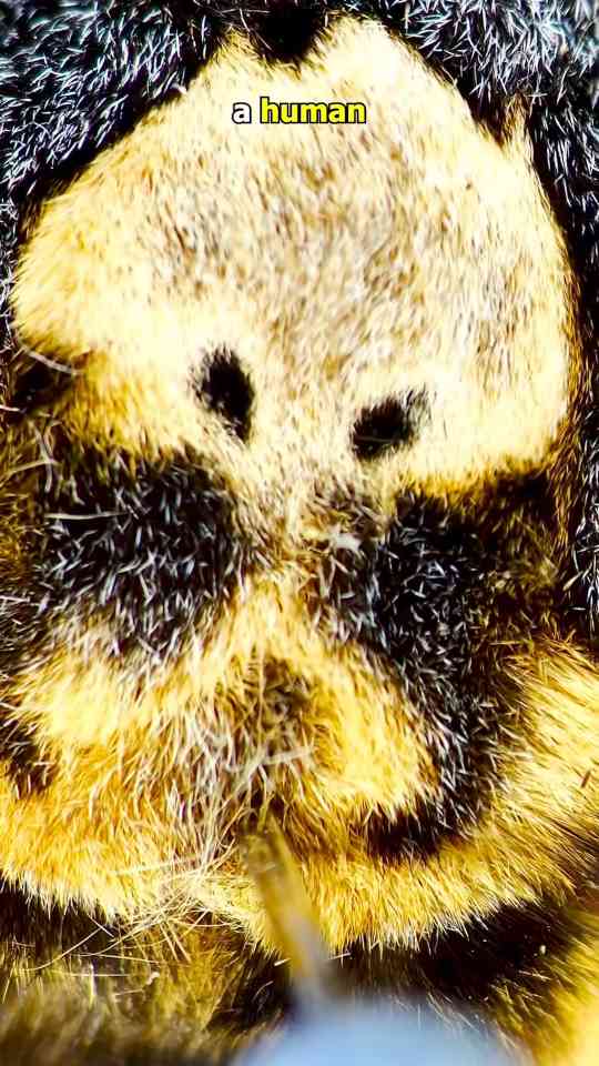 Skull moth hidden secrets revealed under microscope