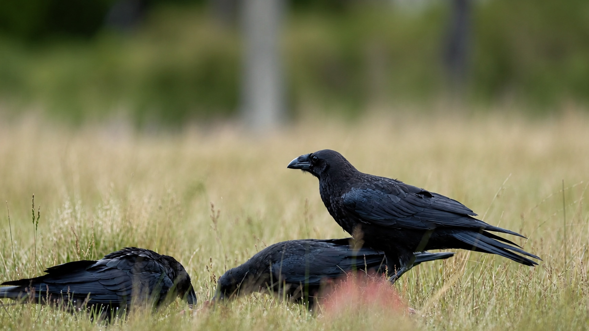 Hidden camera reveals nature’s cleanup crew at work