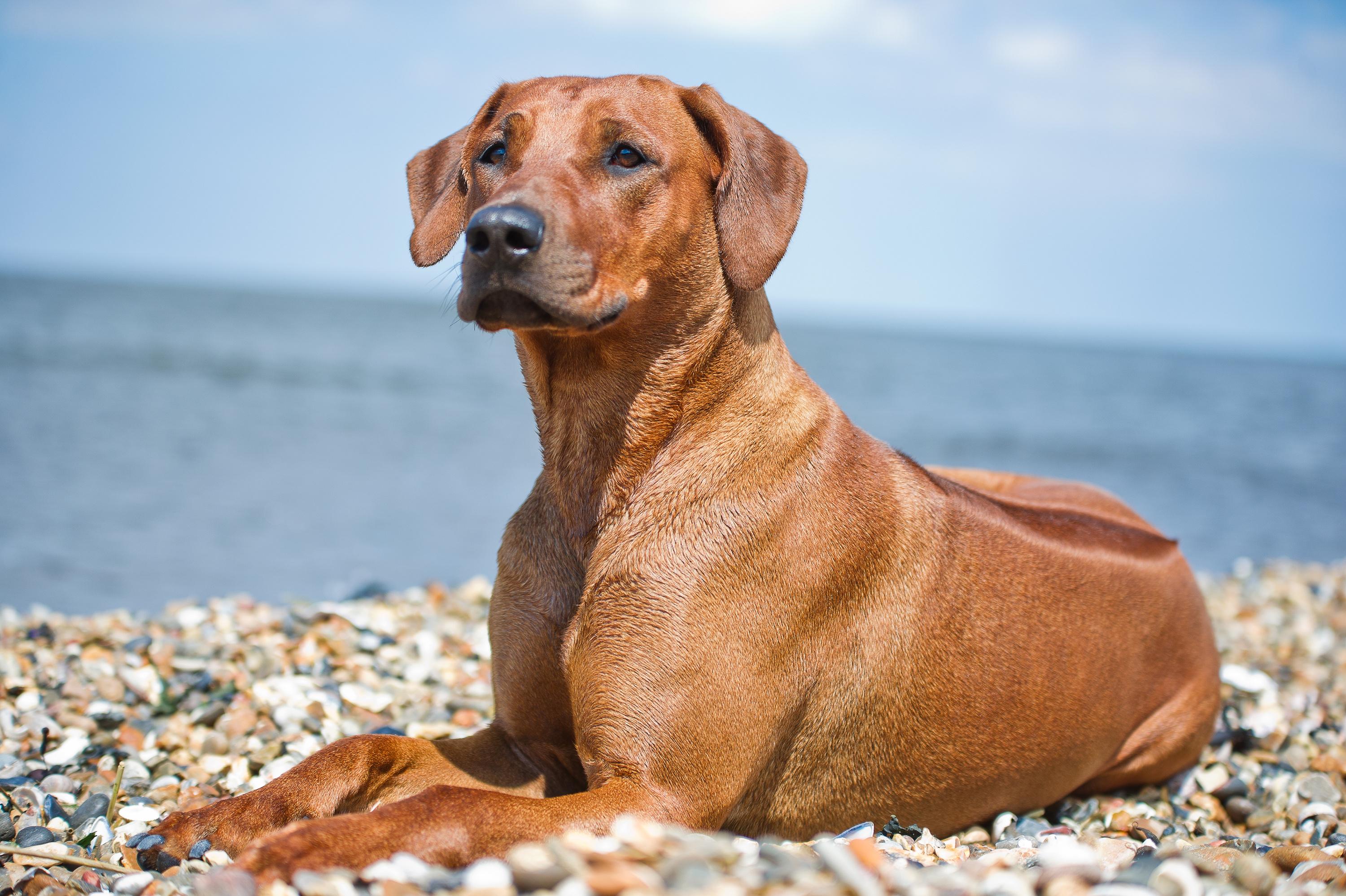 Le Rhodesian Ridgeback, ce puissant molosse « créé » par les colons ...