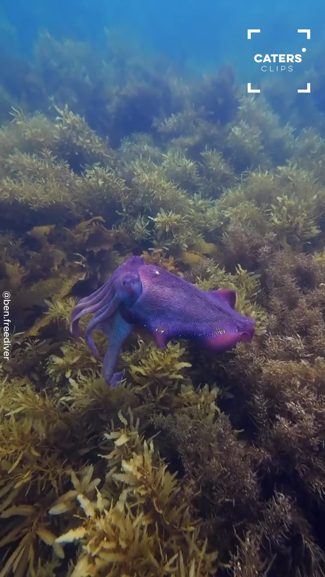 Ocean's ultimate shape-shifter caught on camera