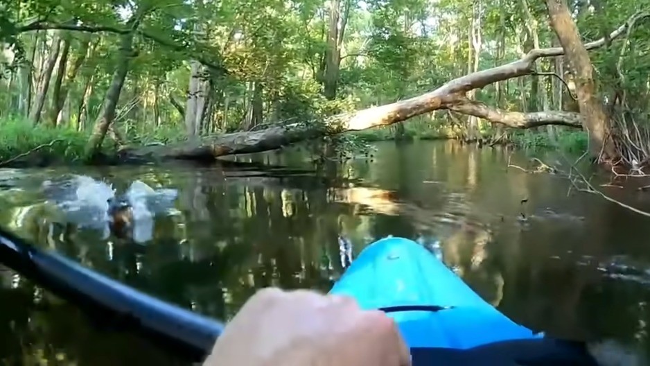 A hidden gator stalked his kayak - 