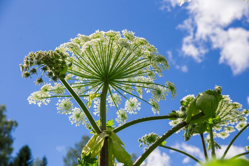 7 common plants you shouldn't ever touch with bare hands