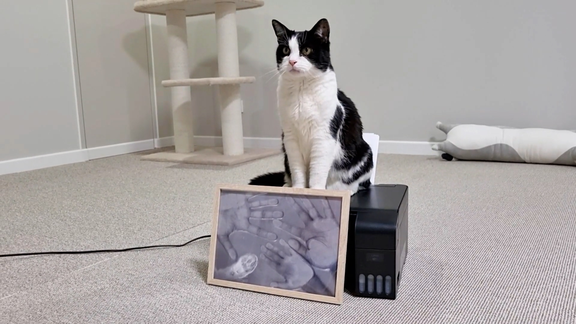 Cat discovers a machine that copies paws