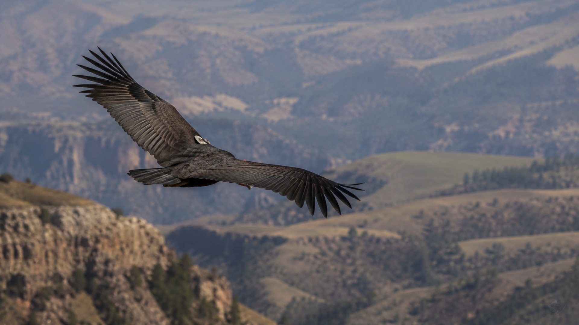 California condors still face a deadly lead problem