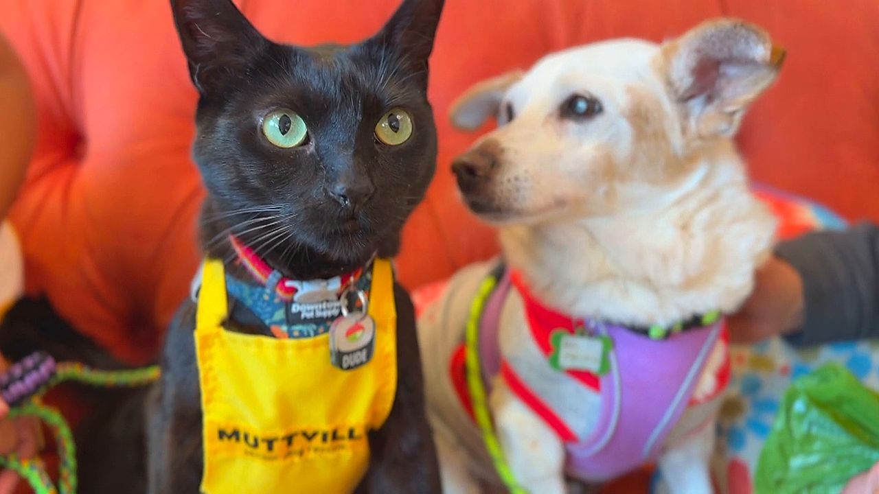 Cat lands top job at dog shelter – vetting every pup for cat-friendliness