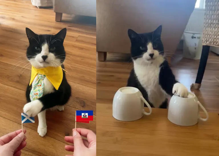 Purr-fect forecast: prophet cat accurately predicts 19 World Cup matches