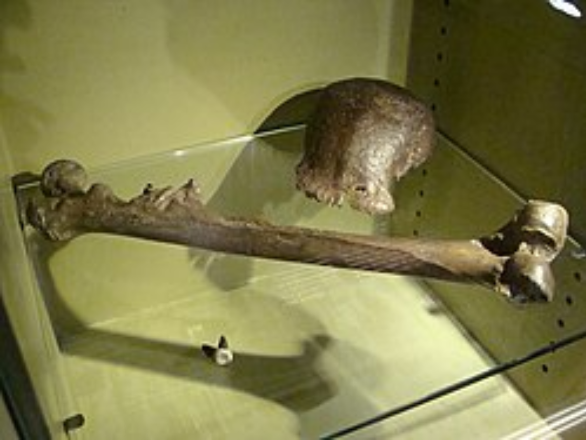 In 1894, Eugene Dubois, brushing sediment in Java, unexpectedly found ...