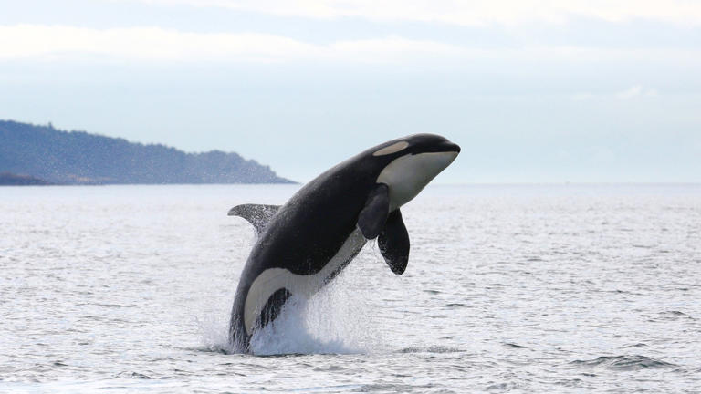 ¿Las orcas quieren ser nuestras amigas? El descubrimiento que demuestra ...