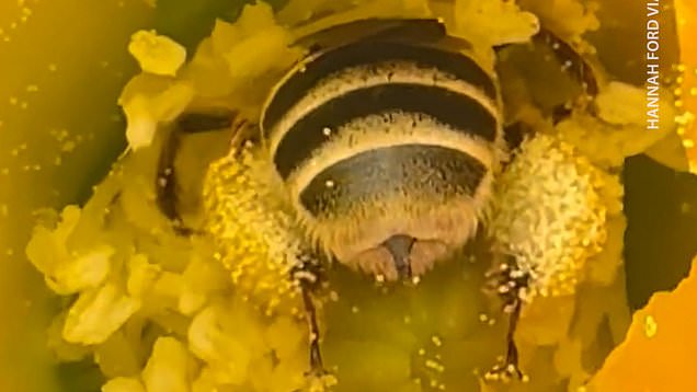 Bee's legs bulk up after collecting huge load of pollen