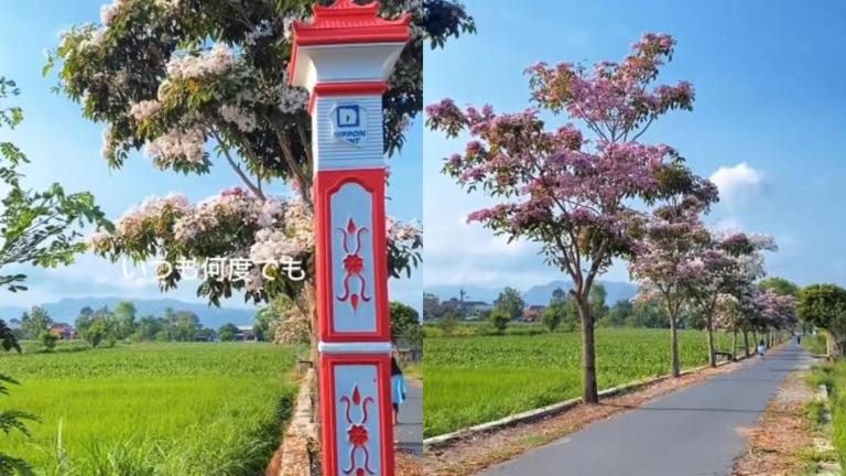 WISATA KLATEN - Keindahan bunga Tabebuya yang bermekaran di dekat Candi Plaosan Klaten. (Instagram/@dolanklaten)