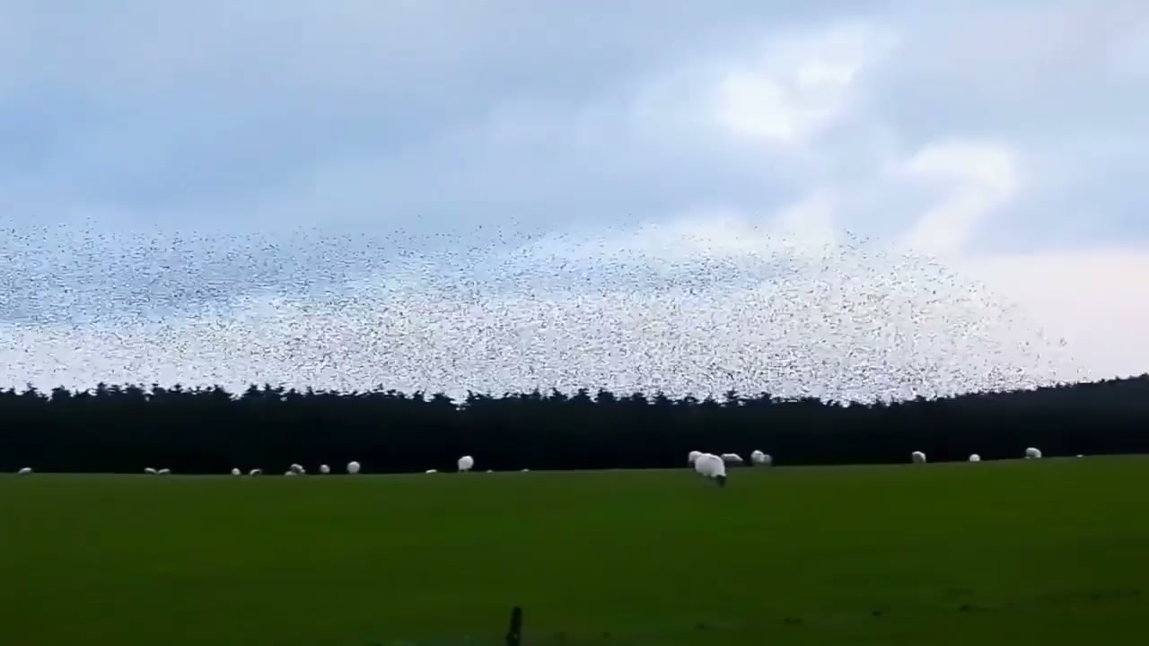Drone footage reveals nature's most synchronized bird display