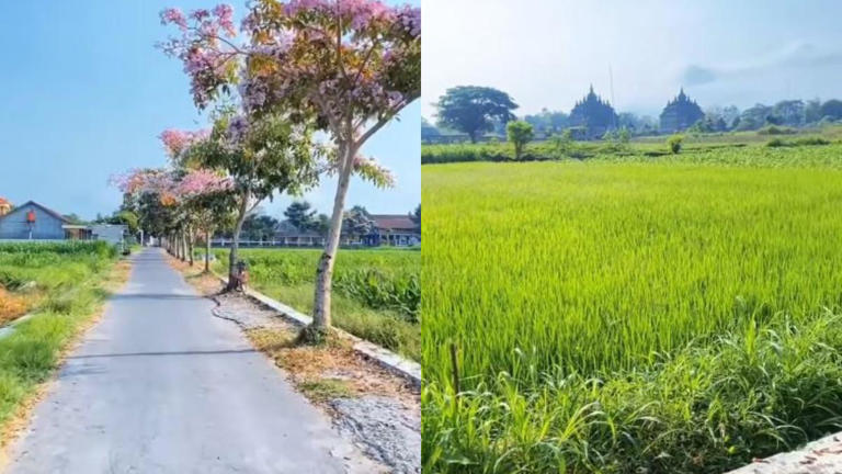 WISATA KLATEN - Keindahan bunga Tabebuya yang bermekaran di dekat Candi Plaosan Klaten. (Instagram/@dolanklaten)
