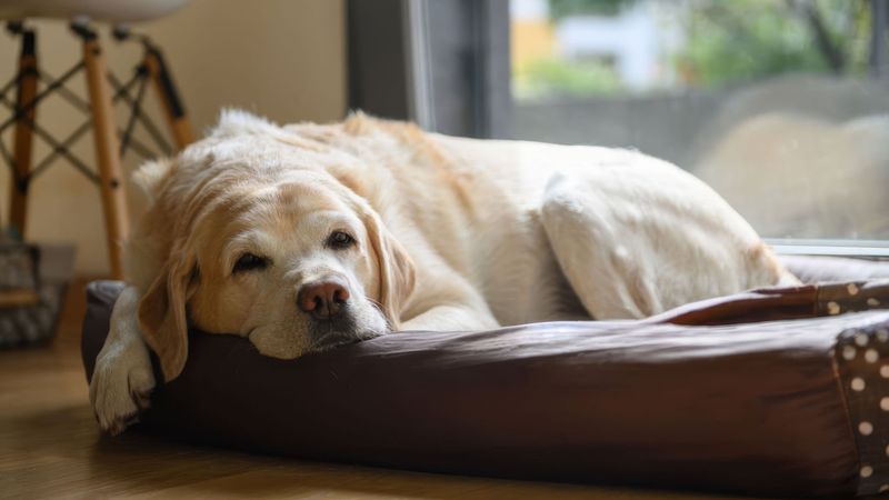Dogs rarely complain - that's why these 10 warning signs matter so much 7