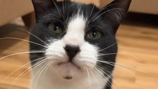 Move over Paul the octopus, now we have Billy the cat predicting FIFA World Cup 2026 match winners