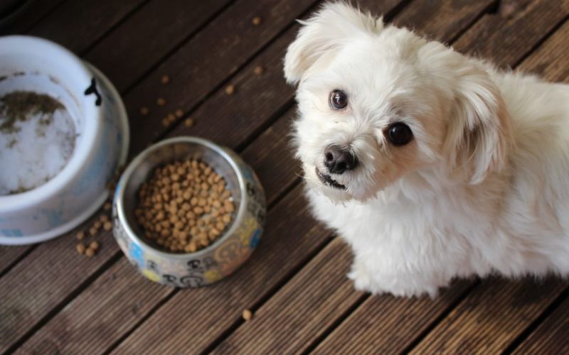 Dogs rarely complain - that's why these 10 warning signs matter so much 1