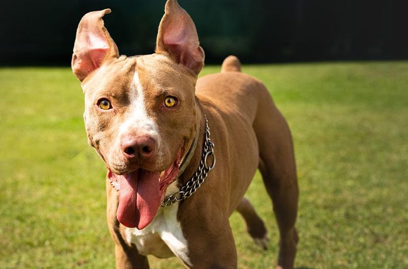 Dogs rarely complain - that's why these 10 warning signs matter so much 4