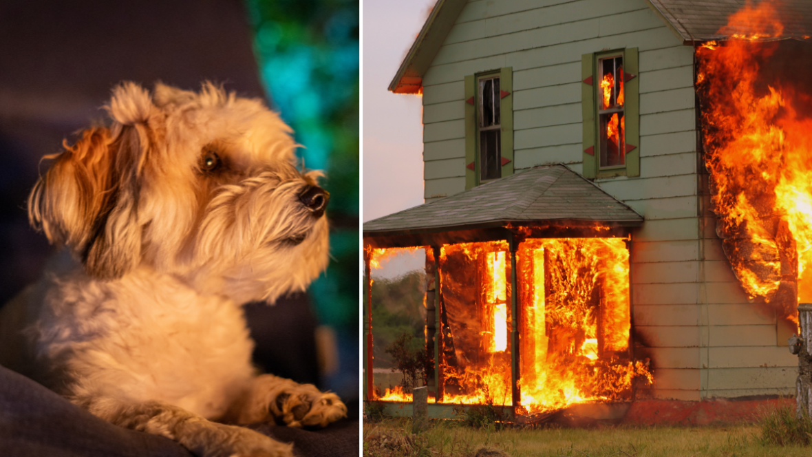 Would your dog be safe in a house fire? 3 easy steps to fire-proof for Fido