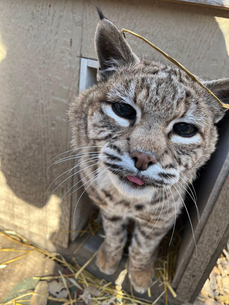 Lincoln Children’s Zoo mourns death of Zeus, oldest bobcat in AZA ...