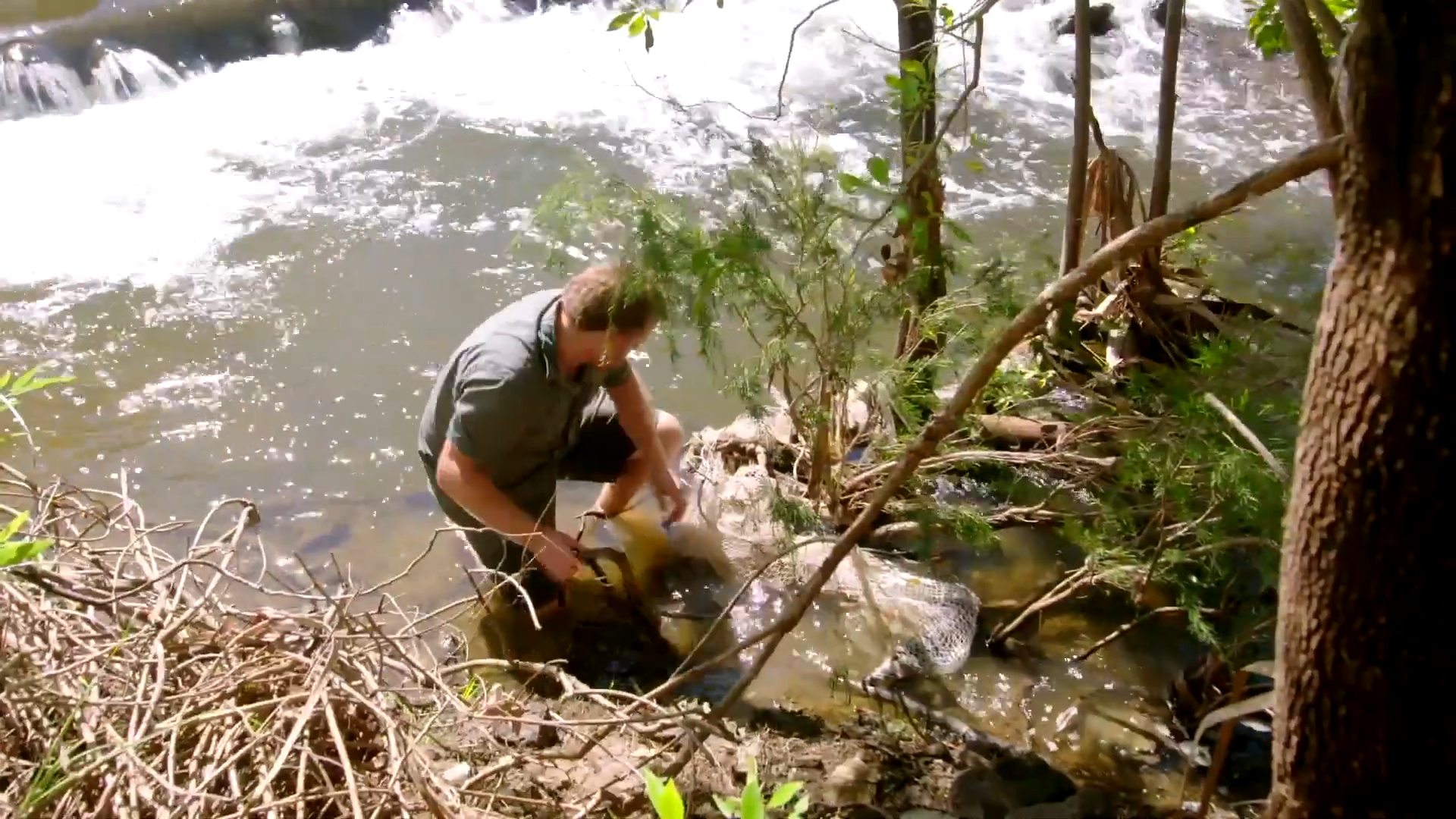 Man rescues baby crocodile entangled in deadly net!