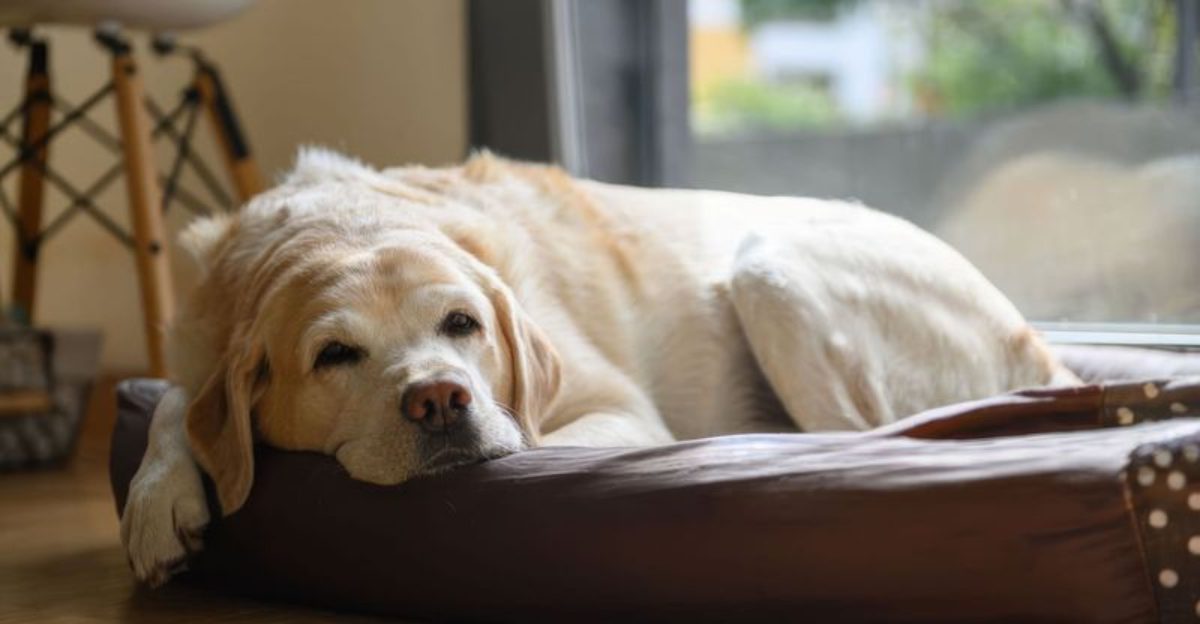Dogs rarely complain – that's why these 10 warning signs matter so much