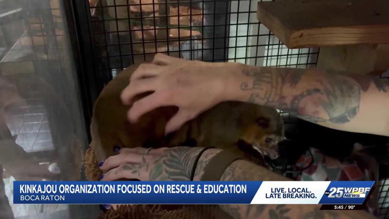 Kinkatopia rescues unwanted kinkajous and educates on why these wild ...